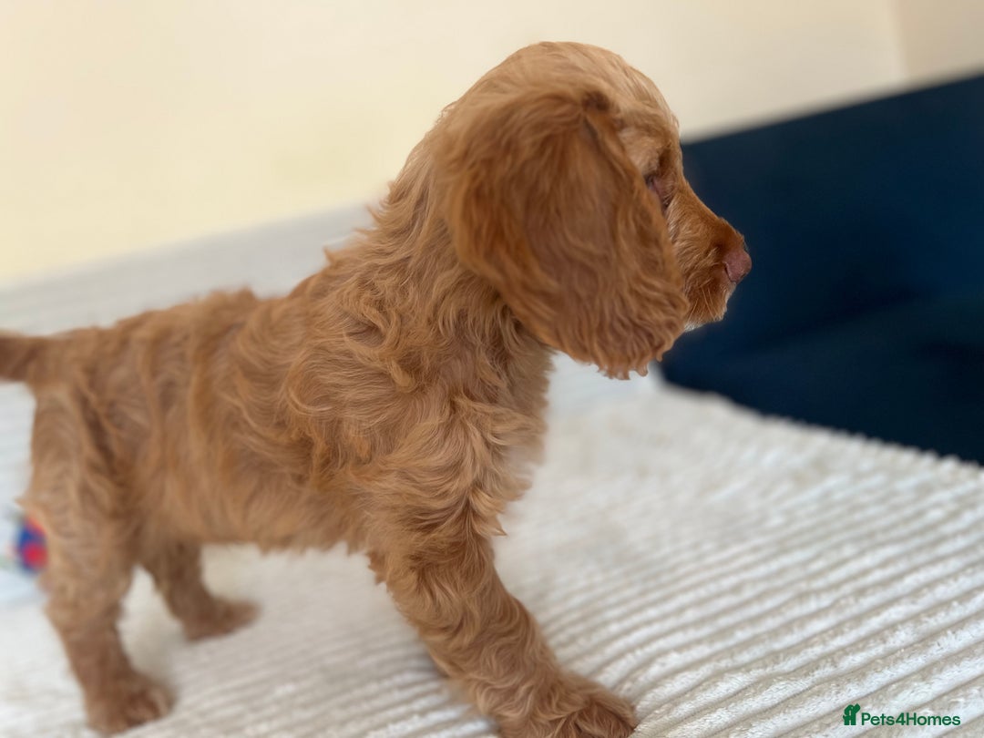 Cockapoo dogs for sale: Rare F1 apricot/ red fox DNA PRCD-PRA clear - Image 36