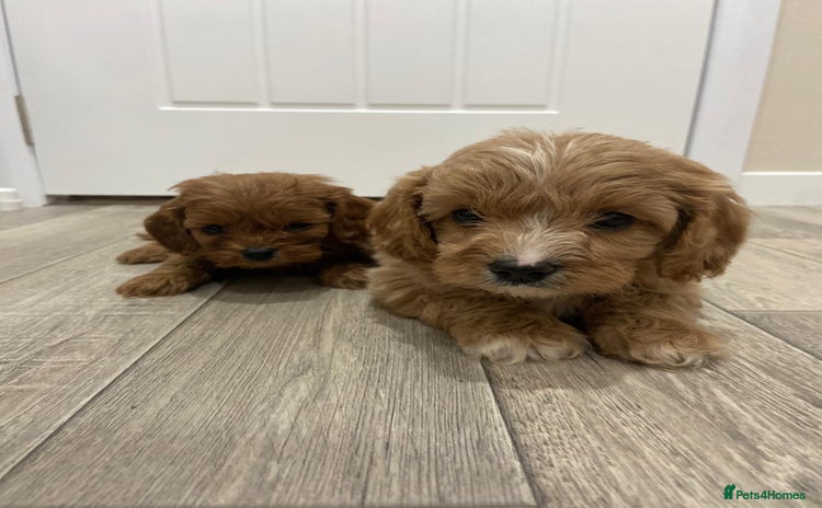 Cavapoo dogs - Advert 1