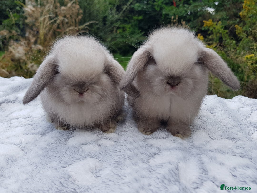 Mini Lop rabbits for sale: Beautiful pedigree Mini Lops  - Advert 1