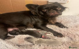 French Bulldog dogs for sale: Fluffy French bulldogs!!  - Image 3