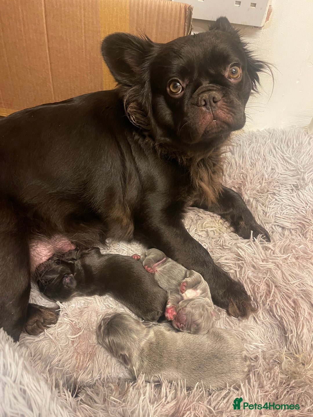 French Bulldog dogs for sale: Fluffy French bulldogs!!  - Image 3