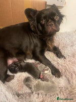 French Bulldog dogs - Advert 13