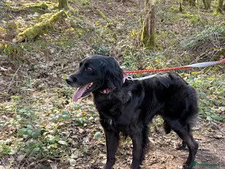 Cocker Spaniel dogs Gino ! - Advert 1