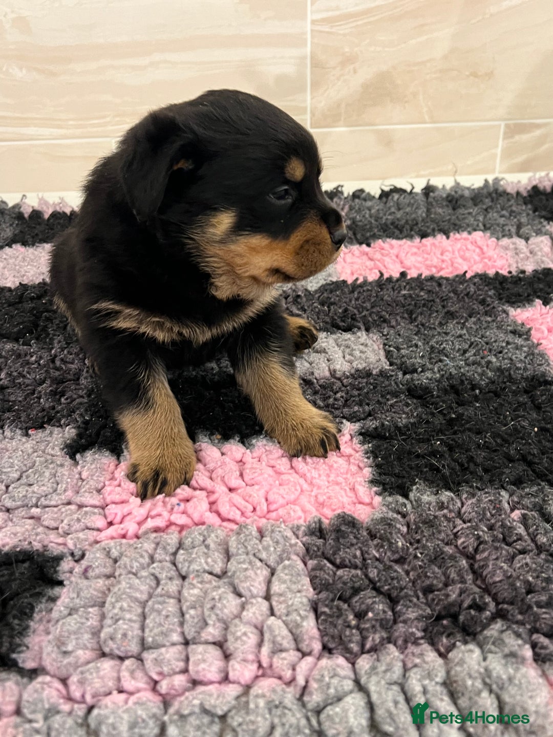 Rottweiler dogs for sale: Rottweiler pups KC Registered + Champ Bloodlines - Image 19