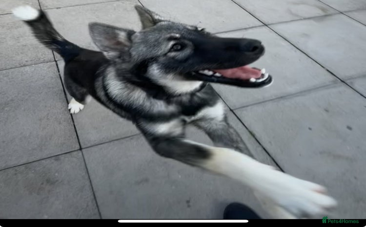 Alaskan Malamute dogs - Advert 1