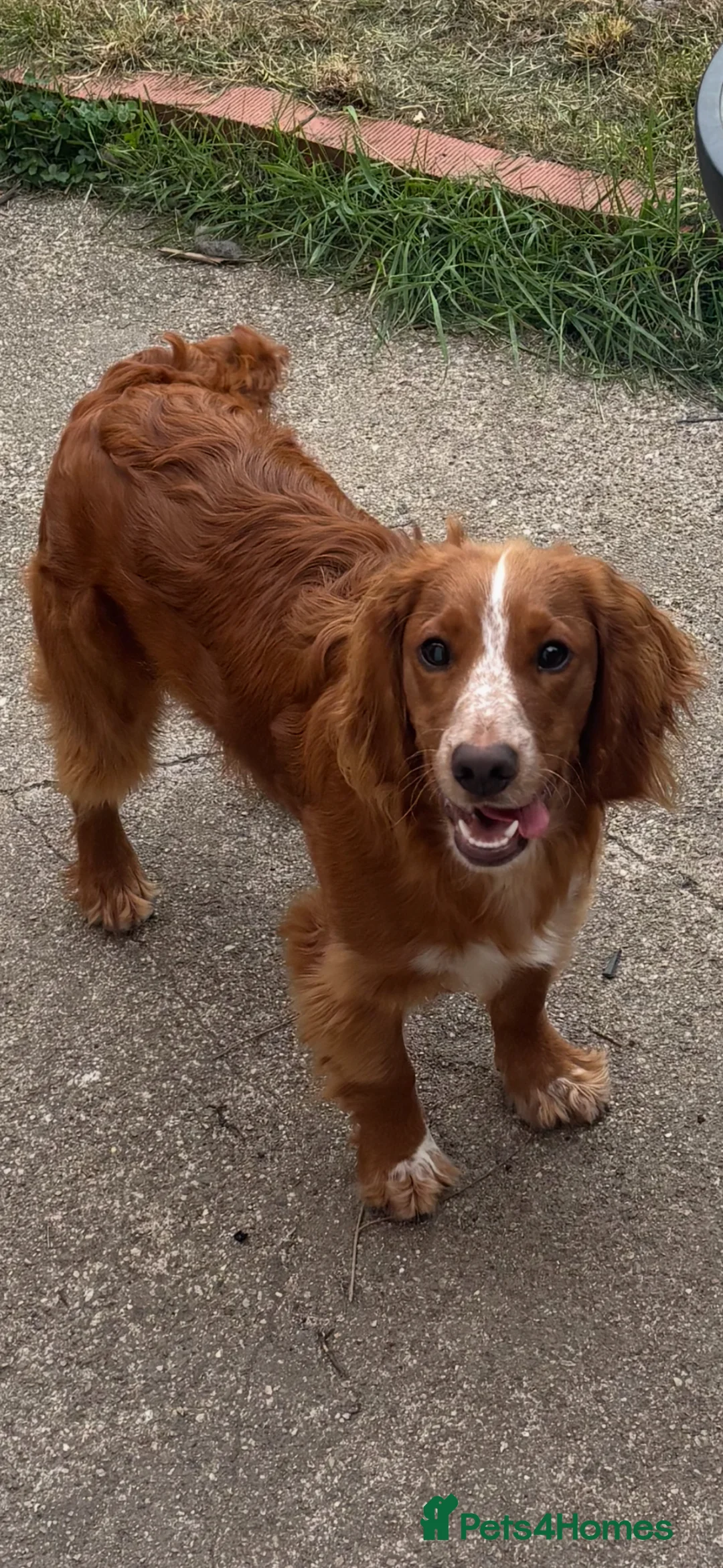 Cocker Spaniel dogs for sale: Lovable 7month old Cocker Spaniel  - Advert 2