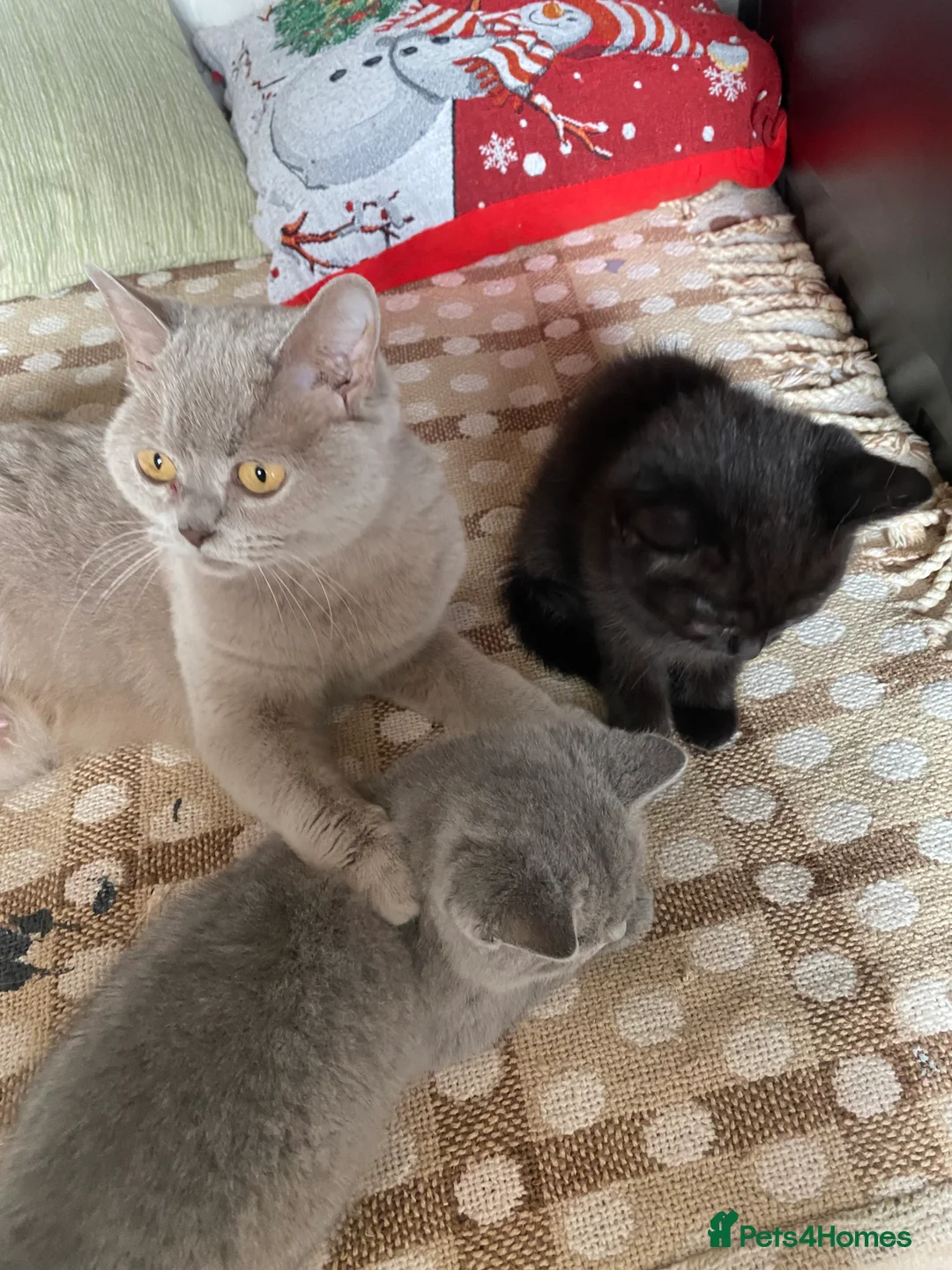 British Shorthair cats for sale: British Shorthair Kittens - Advert 2