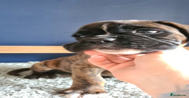 Boxer dogs - Advert 9