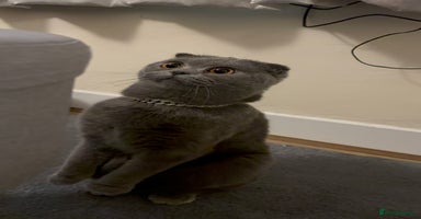 British Shorthair cats - Advert 12