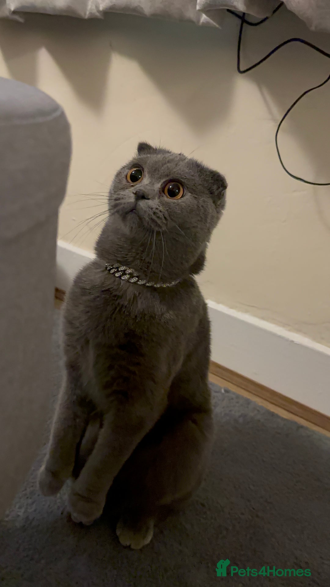British Shorthair cats for sale: British Shorthair/Scottish Fold Kittens for sale - Image 2