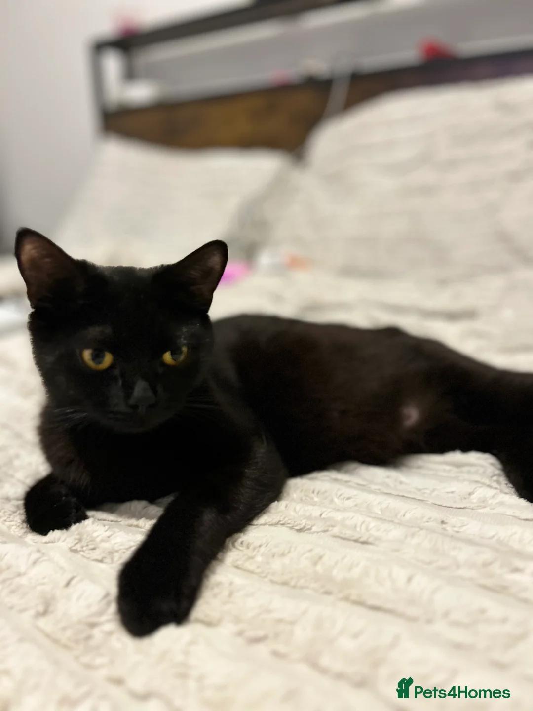 British Shorthair cats for sale: Bunn the great British shorthair  - Advert 5