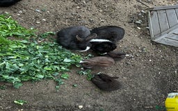 Dutch rabbits for sale: Beautiful Dutch Rabbits for sale - Image 6