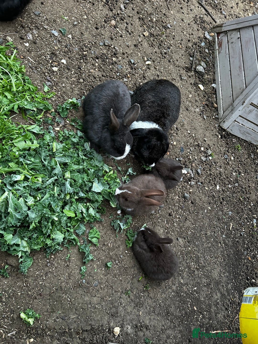 Dutch rabbits for sale: Beautiful Dutch Rabbits for sale - Image 6