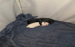 Miniature Schnauzer dogs for sale: Miniature Schnauzer Puppies - Image 7