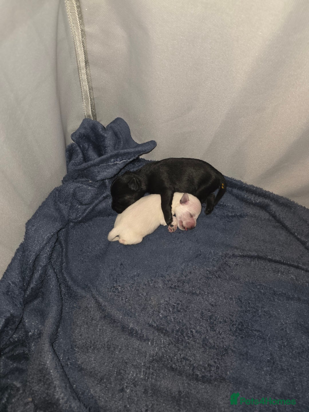 Miniature Schnauzer dogs for sale: Miniature Schnauzer Puppies - Image 7