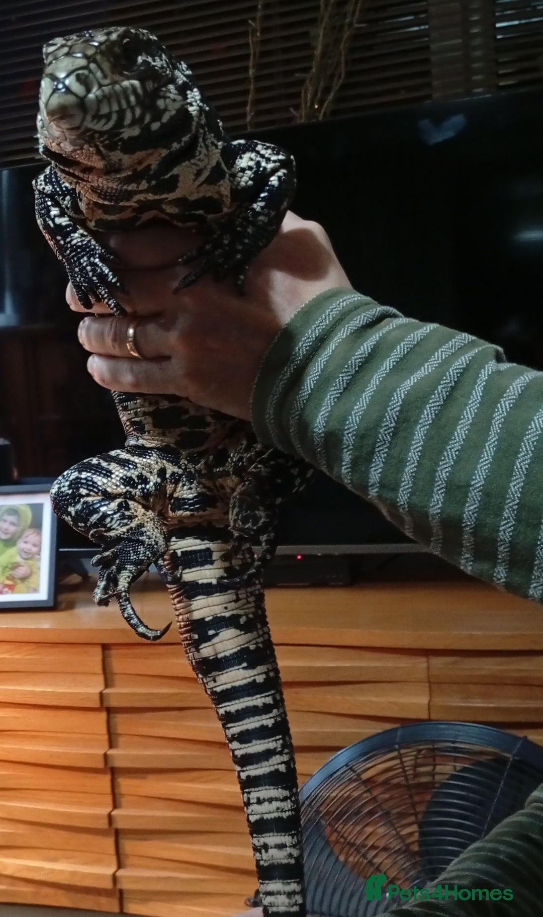 Lizard reptiles for sale: Black and white Argentine Tegu - Image 3