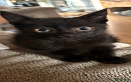 Domestic Shorthair cats for sale: Black male kittens ready now  - Image 5