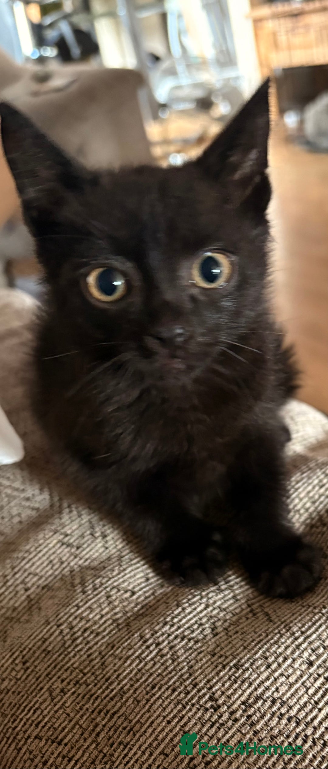 Domestic Shorthair cats for sale: Black male kittens ready now  - Image 5