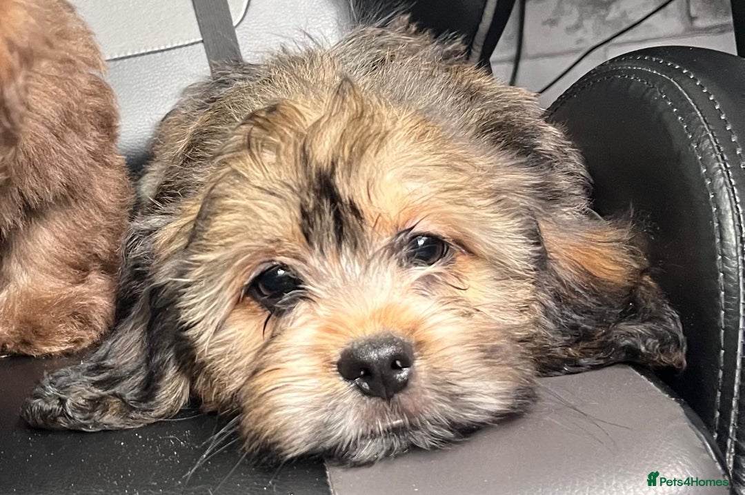 Mixed Breed dogs for sale: *REDUCED!!* READY TO GO NOW SHIH TZU X DACHSHUND  in Kidderminster - Image 5