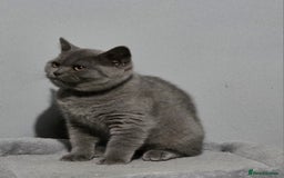 British Shorthair cats for sale: GCCF REG. ACTIVE BSH KITTENS SHOW LINES - Image 3