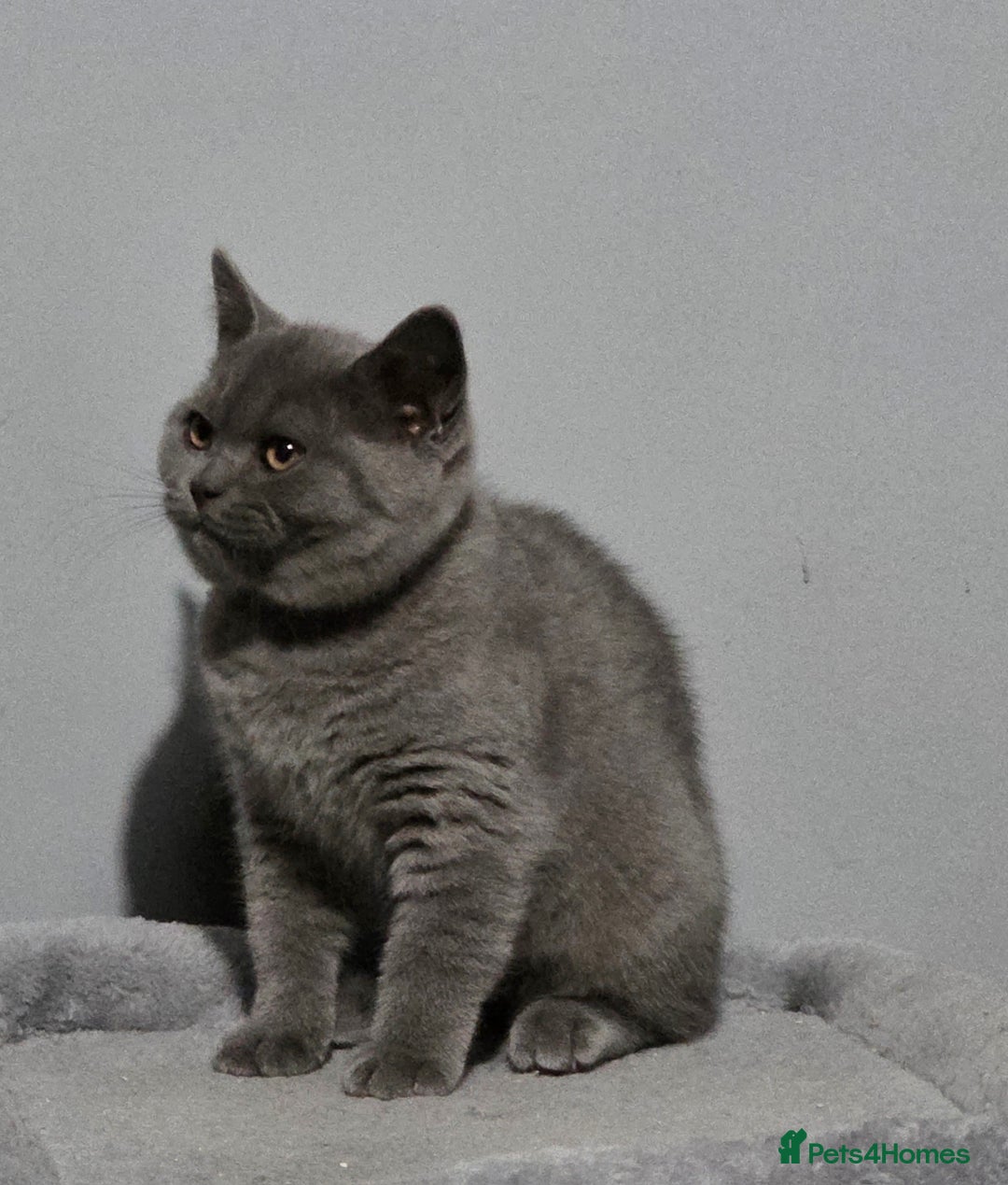 British Shorthair cats for sale: GCCF REG. ACTIVE BSH KITTENS SHOW LINES - Image 3