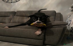 Mixed Breed dogs for sale: Loving little boy, 10 months old - Advert 7