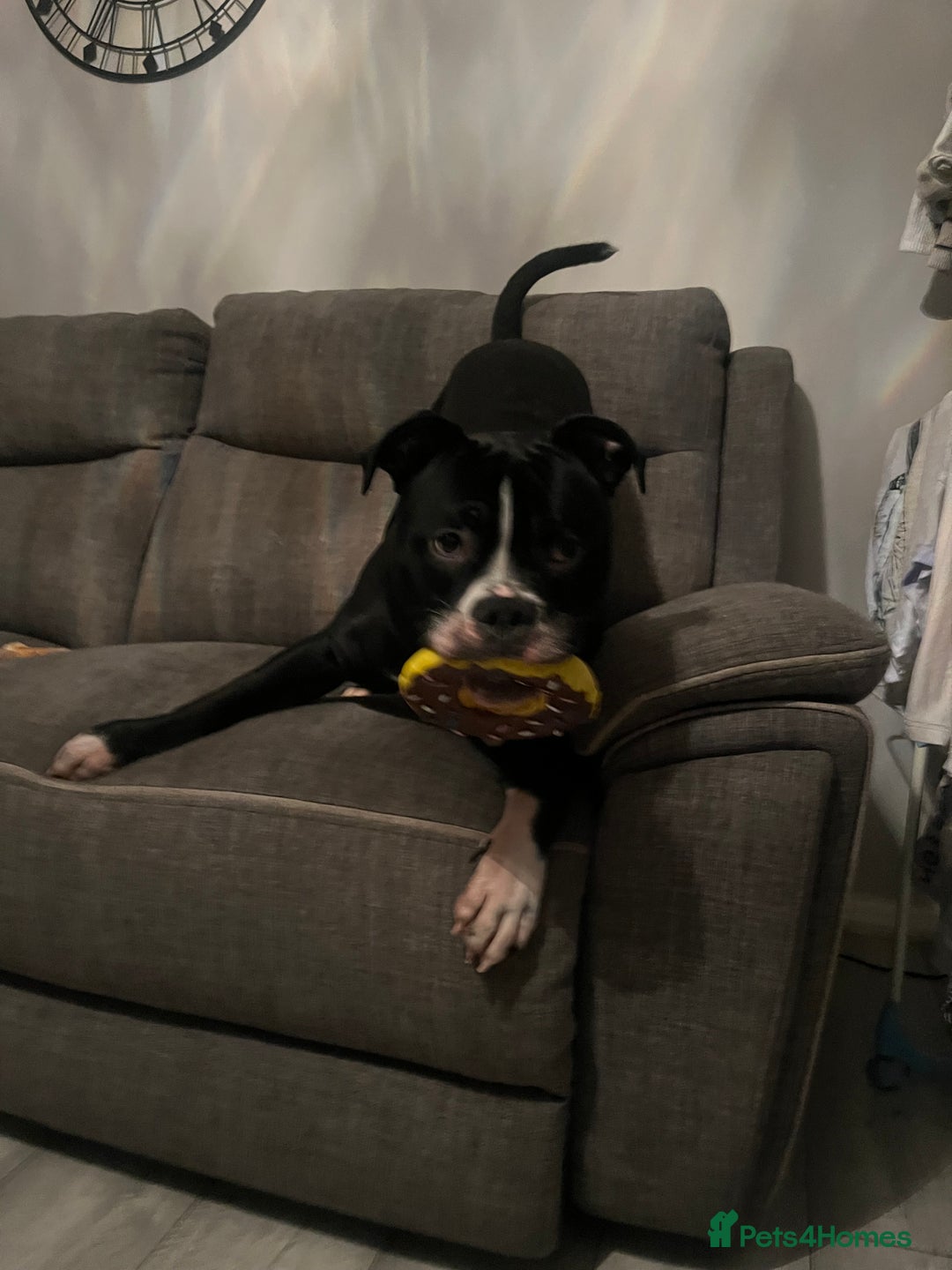 Mixed Breed dogs for sale: Loving little boy, 10 months old - Advert 7