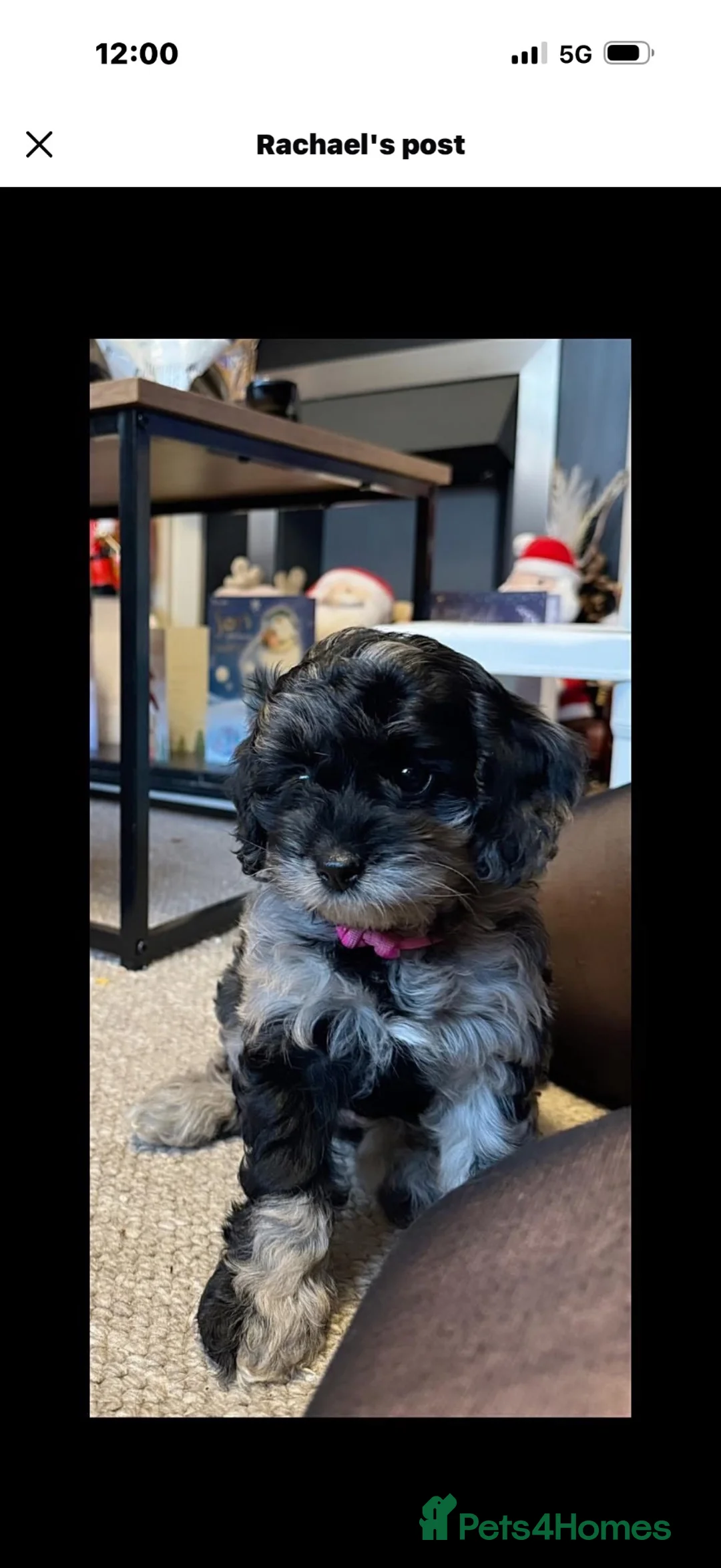 Cavapoo dogs for sale: RARE BLUE MERLE F1B DUE OCT🐶 🐾❤️  - Advert 2