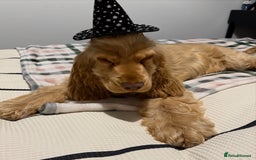 Cocker Spaniel dogs for sale: Gold Show Cocker Boy for Loving New Home Only  - Image 1