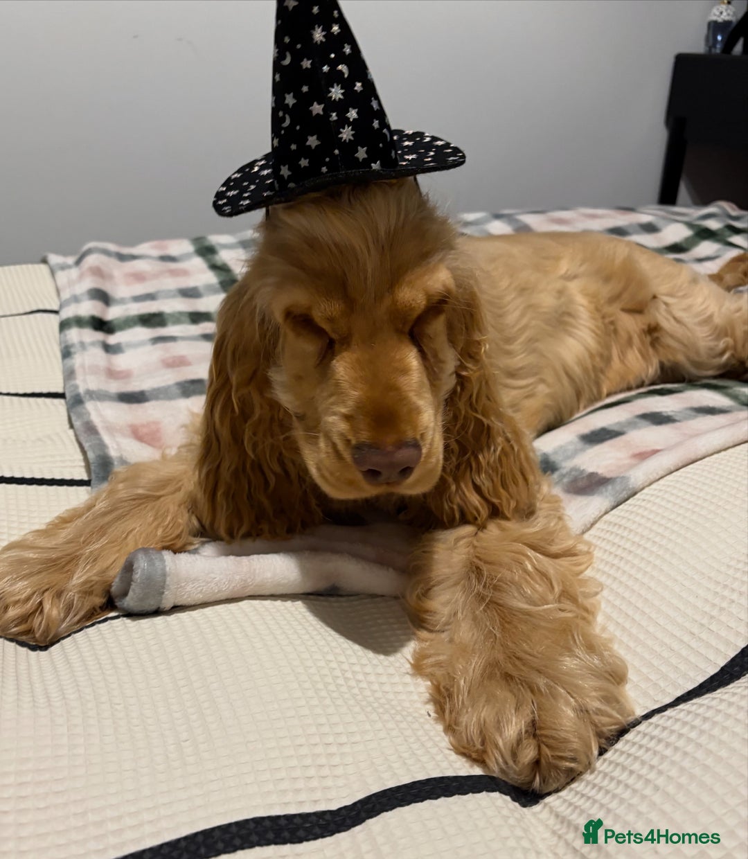 Cocker Spaniel dogs for sale: Gold Show Cocker Boy for Loving New Home Only  - Image 1