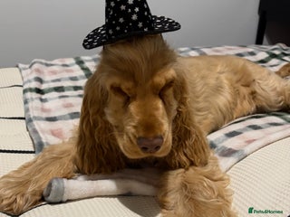 Cocker Spaniel dogs - Advert 23