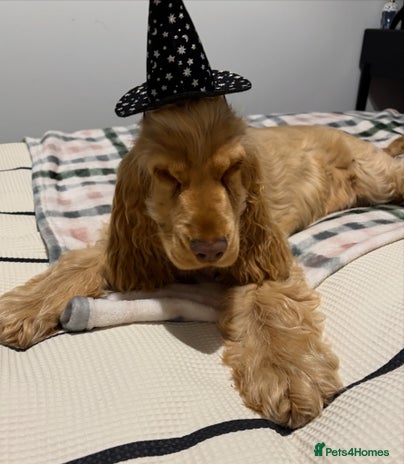 Cocker Spaniel dogs - Advert 4