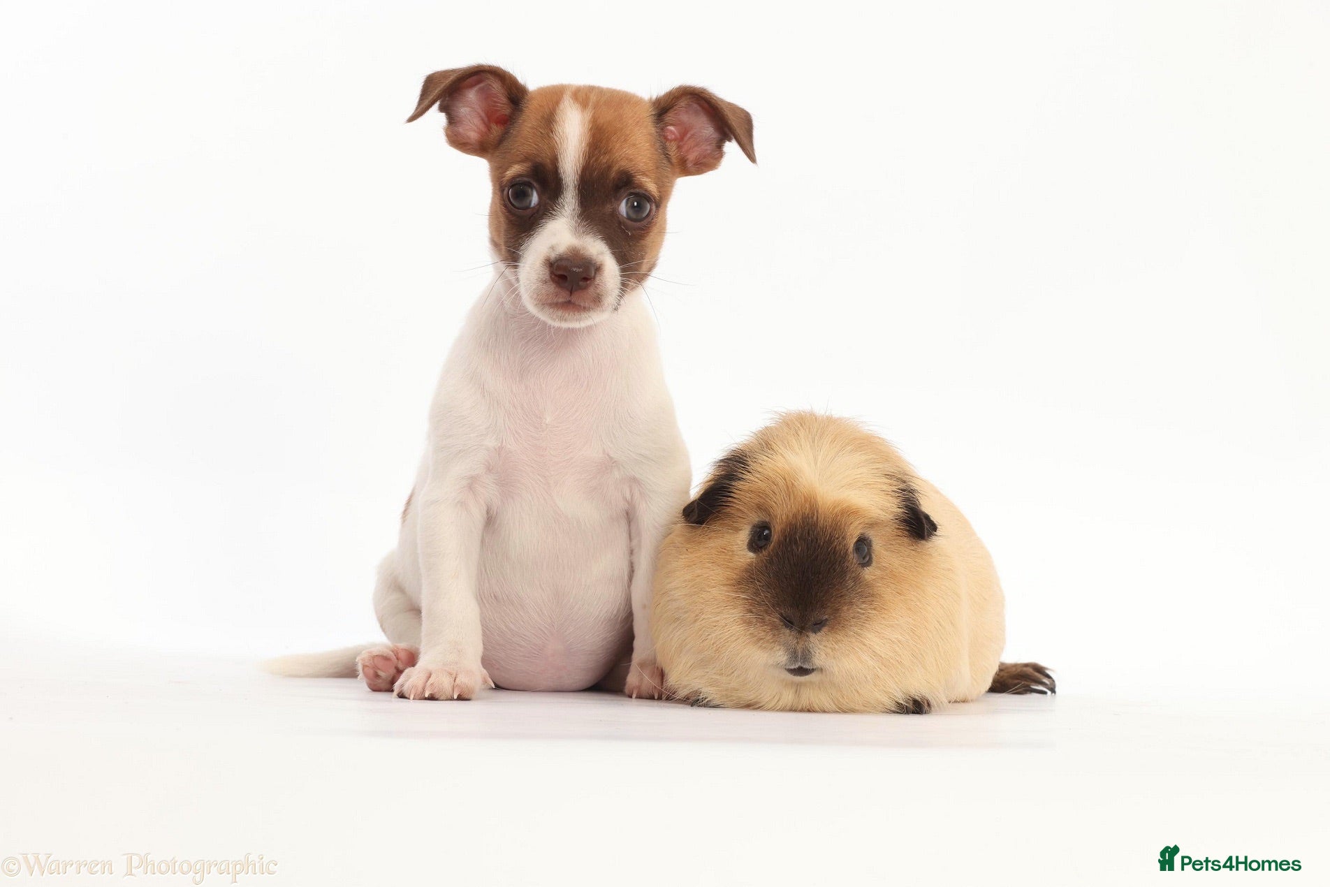 Jack Russell dogs Adorable mini Jack Russell babies  - Advert 2