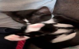 Mixed Breed cats for sale: Cat for sale - Image 4