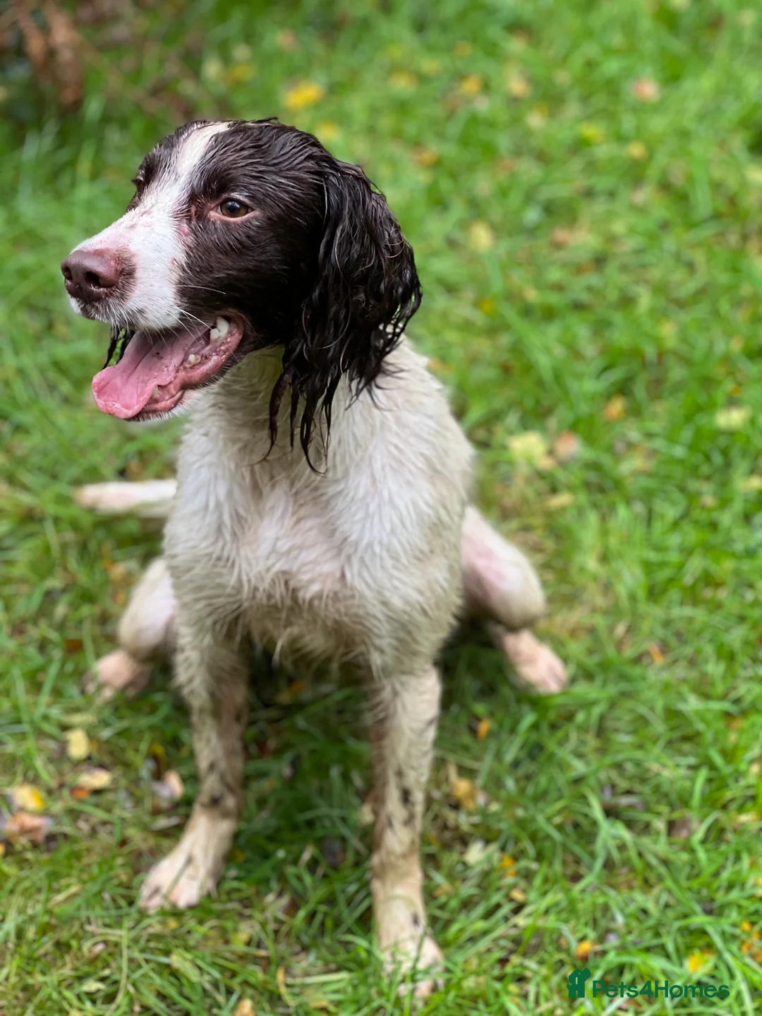 English Springer Spaniel dogs for stud: Springer dog at stud  in Preston - Advert 7