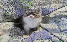 Maine Coon cats for sale: Beautiful playful Maine Coon kittens  - Image 12