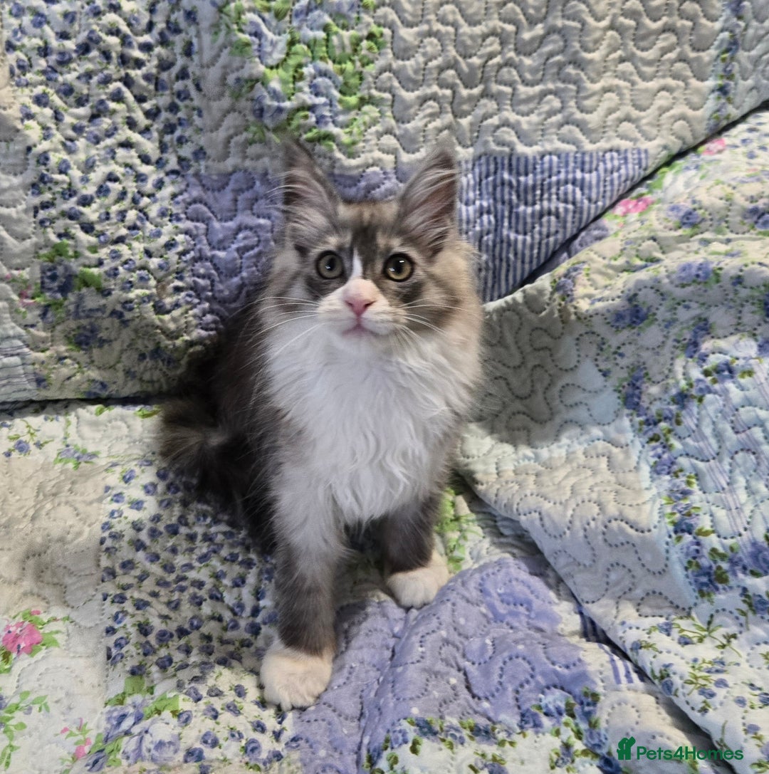 Maine Coon cats for sale: Beautiful playful Maine Coon kittens  - Image 12