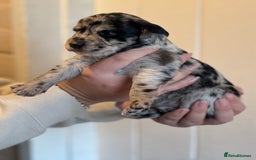 Mixed Breed dogs for sale: Labradoodle X Cocker Spaniel - Image 5