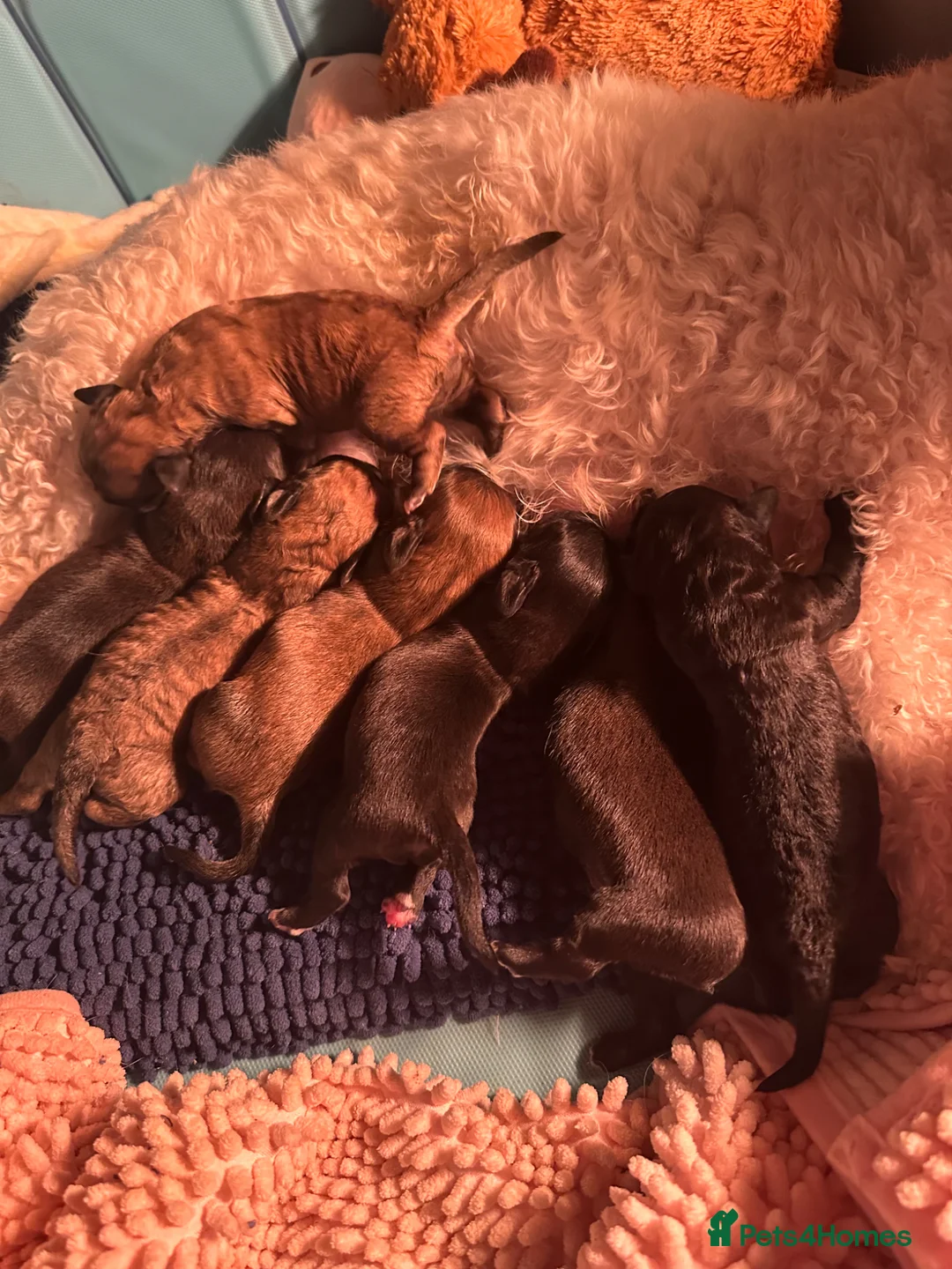 Mixed Breed dogs for sale: Jackapoo pups in Barrow-in-Furness - Advert 2