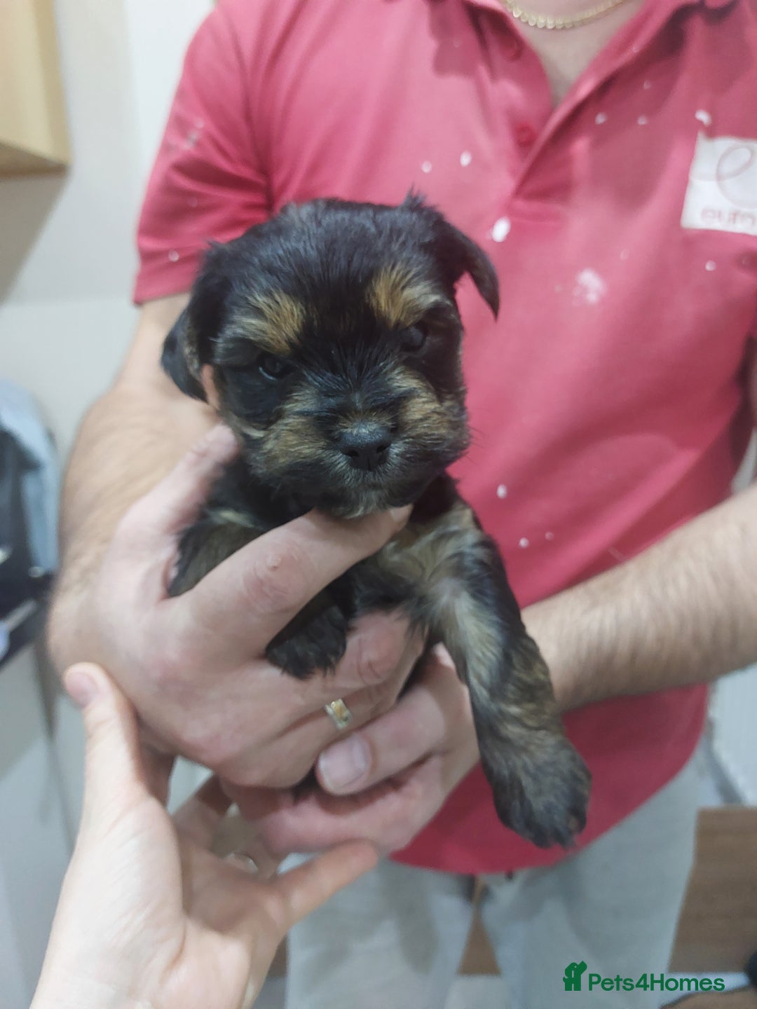 Yorkshire Terrier dogs for sale: Adorable 2 male of Yorkshire Terrier  - Advert 6