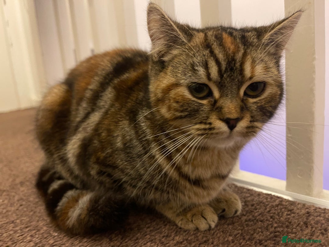 Persian cats for sale: Persian Cat  - Advert 2