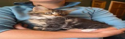 Maine Coon cats for sale: Maine Coon Kittens for Sale - Advert 12