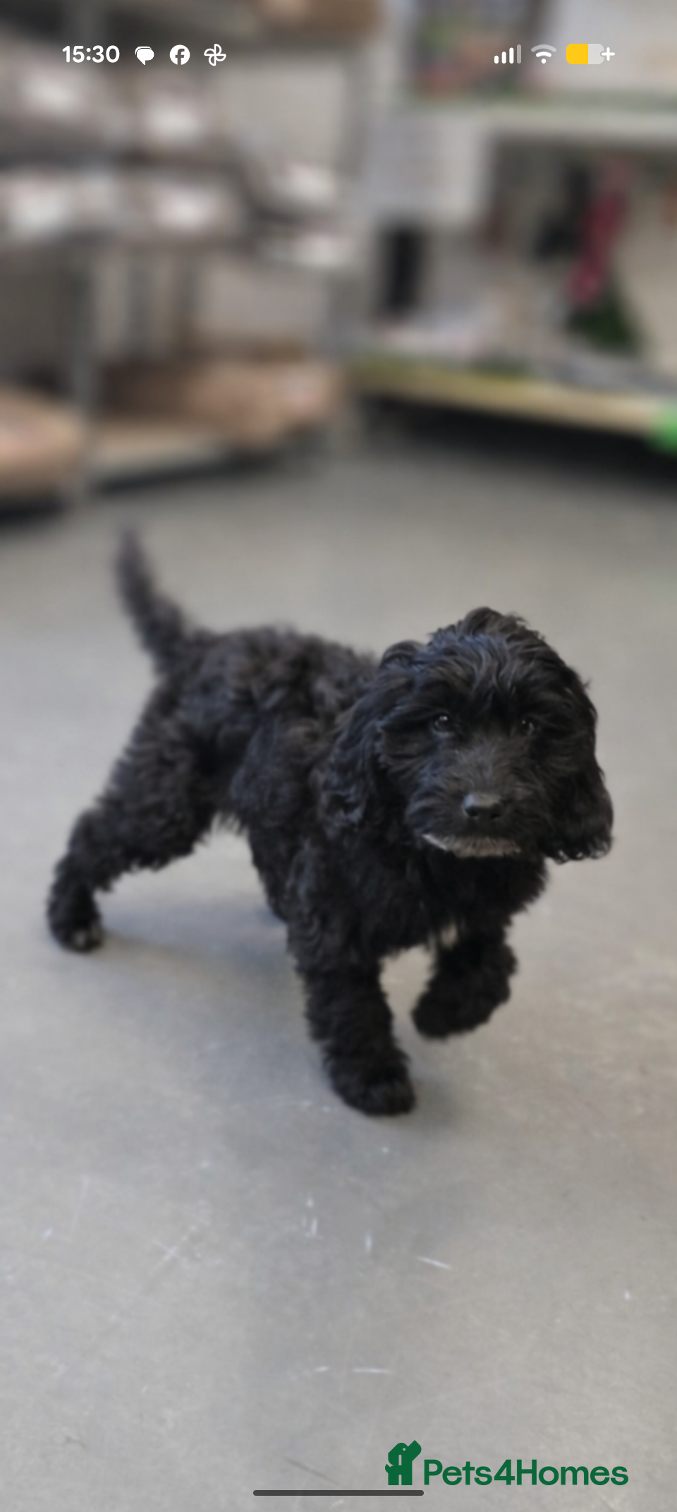 Cockapoo dogs Confident Cockapoo Puppy "Colin" - Advert 2