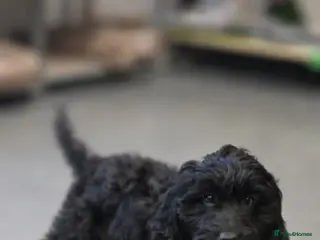 Cockapoo dogs Confident Cockapoo Puppy "Colin" - Advert 2