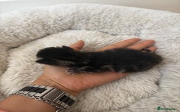 Mixed Breed cats for sale: Seven Tiny Adventures Waiting for Their Families - Advert 7