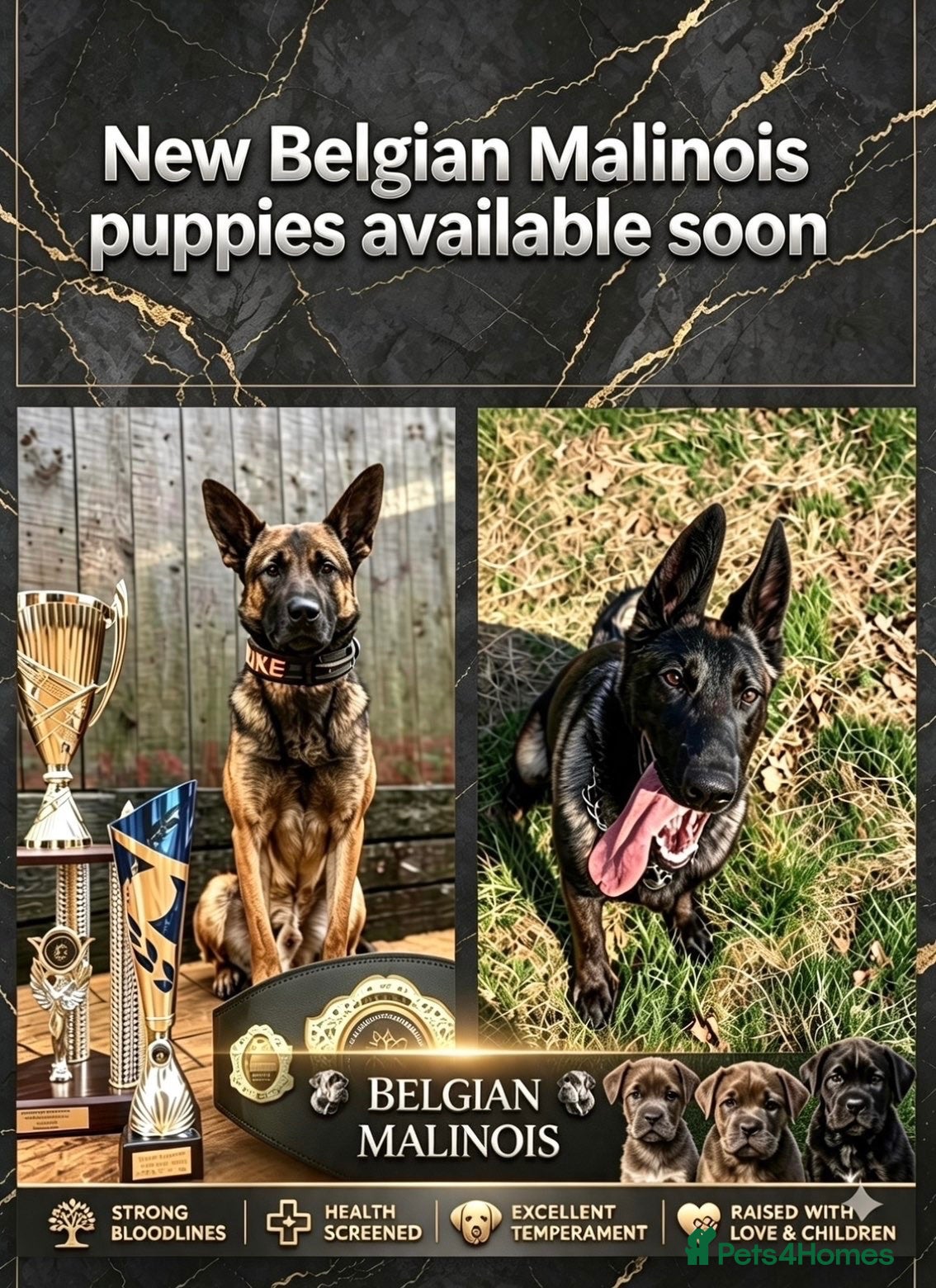 Belgian Shepherd Dog dogs Belgian Malinois Puppies from Proven Working Lines - Advert 1