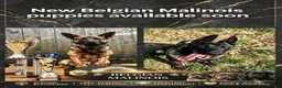 Belgian Shepherd Dog dogs for sale: Belgian Malinois Puppies from Proven Working Lines in Derby - Advert 1