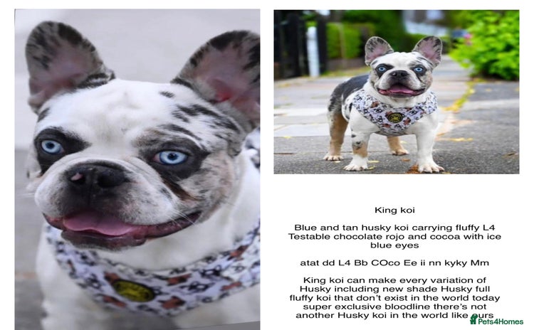 French Bulldog dogs in Sittingbourne - Advert 1