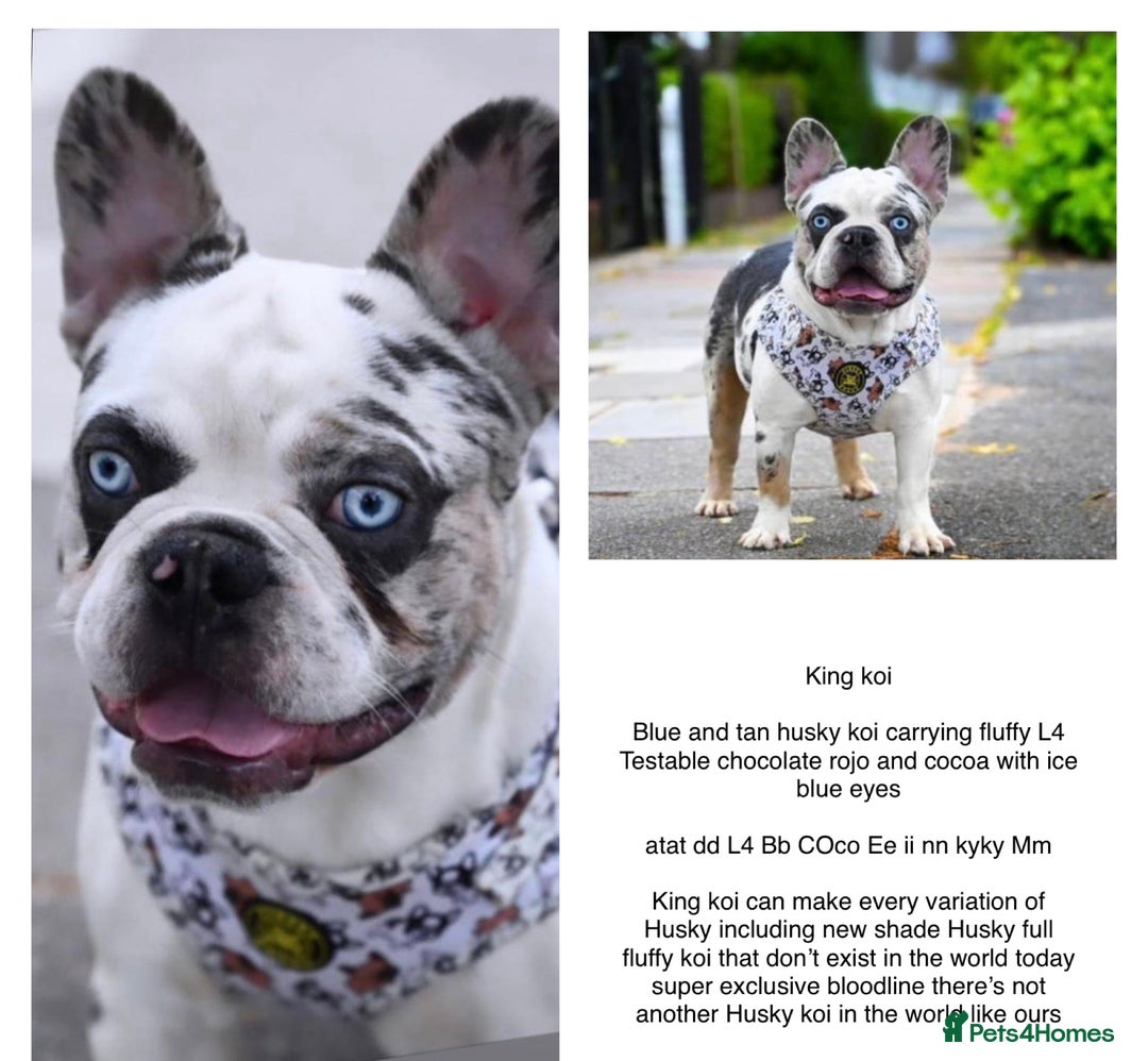 French Bulldog dogs for stud: King koi  in Sittingbourne - Image 1