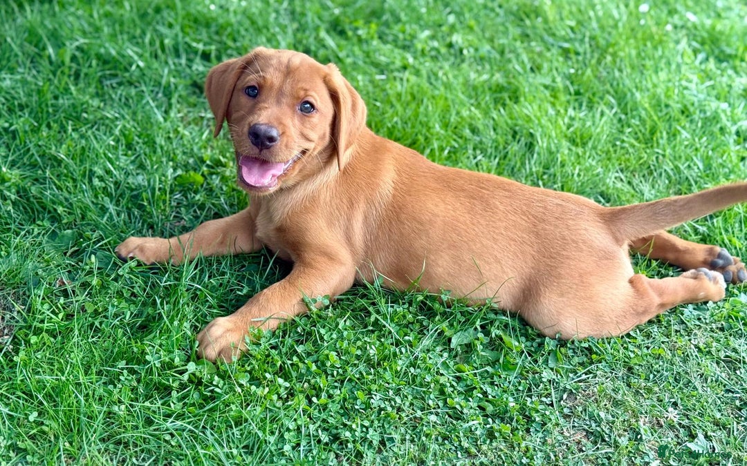 Labrador Retriever dogs for sale: KC REG RED FOX LABRADORS - ONLY 1 MALE LEFT  in Brockenhurst - Image 1